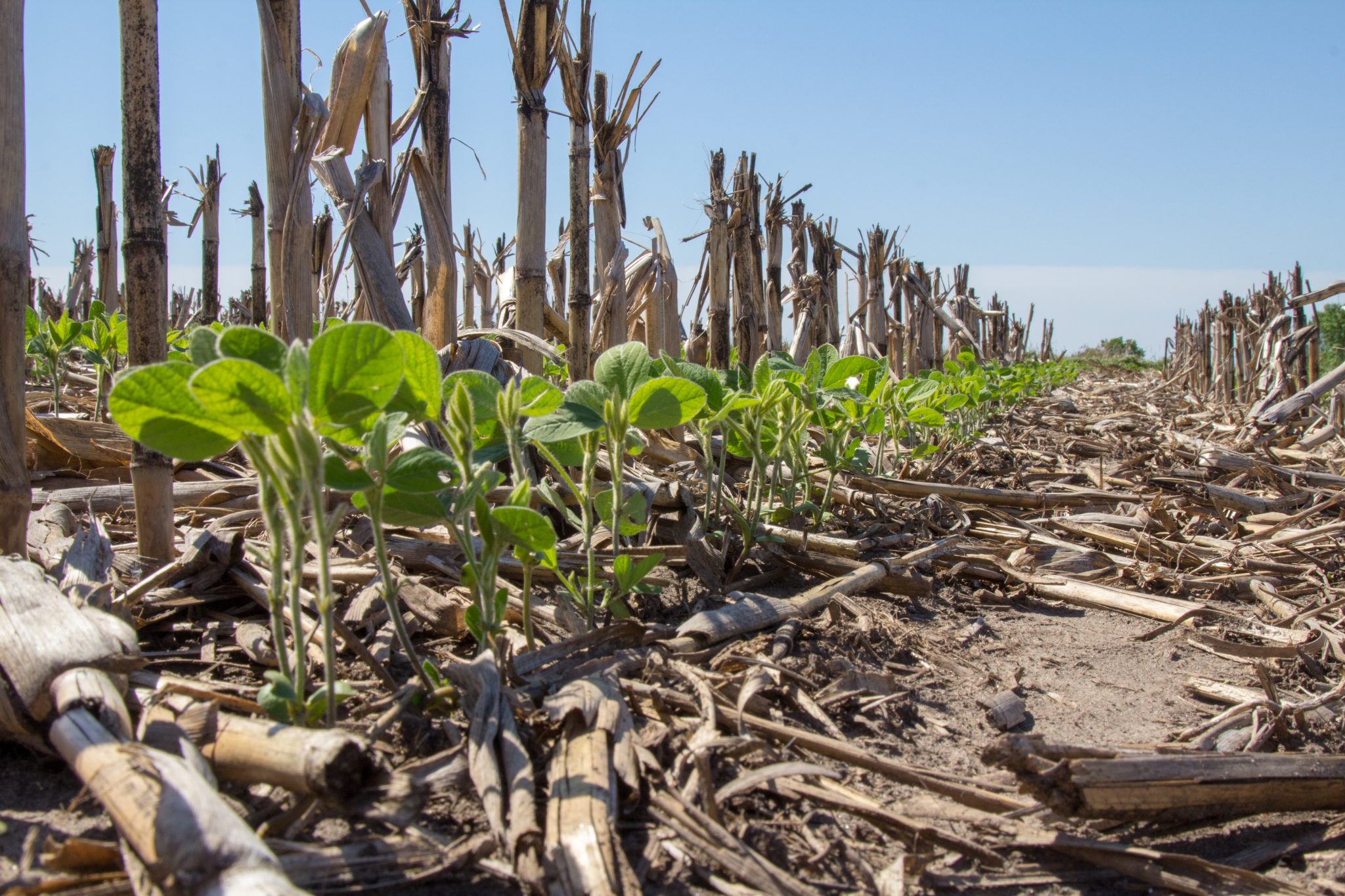 Cover Crops